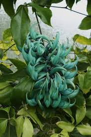 Image result for Strongylodon macrobotrys