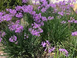 Image result for Tulbaghia