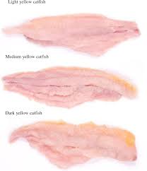 Once that is done, your next move would be to gut the fish from the neck to its anus. Figure 2 4 From Chemical Treatments For Reducing The Yellow Discoloration Of Channel Catfish Ictalurus Punctatus Fillets Semantic Scholar