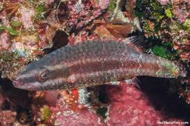 Image result for Rourea orientalis