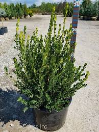 Foliage bronzes in winter adding winter gem boxwood has green foliage. Acorn Farms Genus Nursery Bulk Wholesale Trees Shrubs Perennials Roses Annuals For Green Industry