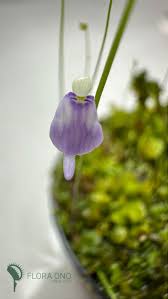 Image result for Utricularia arenaria