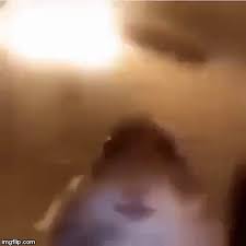 Hamster staring at camera meme подробнее. Hamster Camera Gif Hamster Camera Fan Discover Share Gifs