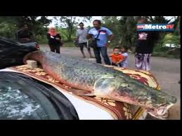 I am rearing keli for wholesale/retail market in selangor mainly. Penduduk Jumpa Ikan Arapaima Youtube