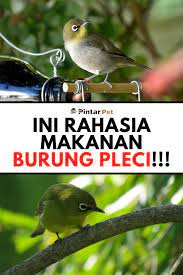 Rahasia Makanan Burung Pleci Agar Cepat Gacor Makanan Burung Burung Makanan