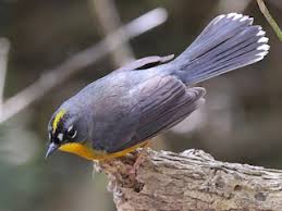 Image result for Phyllanthus taylorianus