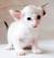 White Oriental Longhair Cat