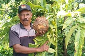 Pembayaran mudah, pengiriman cepat & bisa cicil 0%. Kalau Panen Porang Banyak Petani Yang Beli Mobil Baru Karena Untungnya Di Atas Rp 300 Juta Halaman All Kompas Com