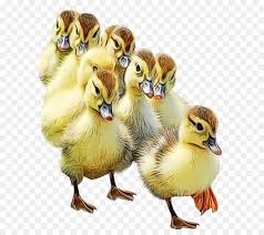 Ada banyak faktor yang menjadikannya pantas dijadikan sebagai teman bermain. Burung Bebek Burung Air Gambar Png