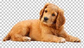 Dogs Png Dogs Png Photoshop Rendering Png Images