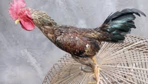 We did not find results for: Ayam Bulbi Bulu Biang Ciri Ciri Kelebihan Gaya Tarung Harga