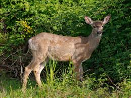 Keep in mind that these are deer resistant plants. Deer Resistant Plants And Flowers Keep Deer Out Of Your Garden The Old Farmer S Almanac