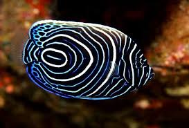 Black And White Spotted Saltwater Fish Black Blue And White Swirl Fish Rare Fish Colorful Fish Salt Water Fish