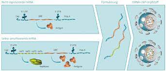 Is a german biopharmaceutical company, legally domiciled in the netherlands and headquartered in tübingen, germany, that develops therapies based on messenger rna (mrna). Design Und Funktionsweise Von Mrna Basierten Impfstoffen Zum Schutz Vor Infektionskrankheiten Covid 19 Update Trillium Gmbh Medizinischer Fachverlag