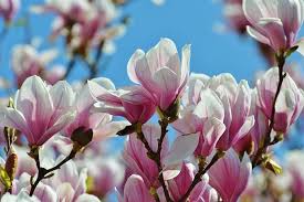 Seznam.cz google bing duckduckgo yahoo baidu.cn yandex.ru. How To Transplant A Magnolia Bush Or Tree Raise Your Garden