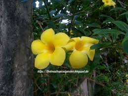 Maybe you would like to learn more about one of these? Thelmas Tropical Garden Allamanda Golden Trumpet Yellow Bell In My Garden