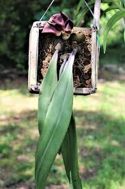 Image result for Bulbophyllum schinzianum
