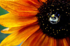 Bee the Change: Inviting Pollinators to the Table