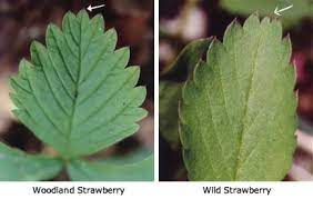 In this section you will find pictures of edible and poisonous berries. Woodland Strawberry