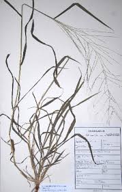 Image result for Dinebra