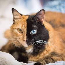 Image result for cat