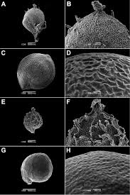 Image result for Lophiocarpus polystachyus