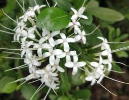 Image result for Pavetta revoluta