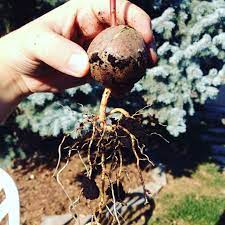 Check spelling or type a new query. Repotting The Avocado Tree Shrub Club Headquarters