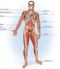 What are the names of the arteries? Solved Label The Major Arteries And Veins Indicated In Figures 47 Chegg Com