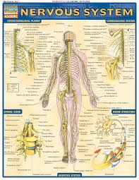 Central nervous system (consists of the brain and spinal cord) Nervous System Quick Study Academic Barcharts Inc 9781572224988 Amazon Com Books