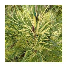 Image result for Hunteria densiflora