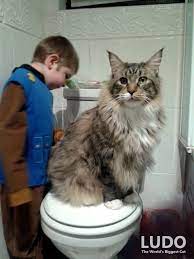 Pin On Cats