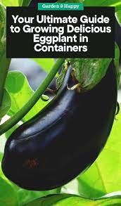 Your Ultimate Guide To Growing Delicious Eggplant In Containers Garden And Happy