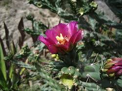 Image result for Opuntia imbricata
