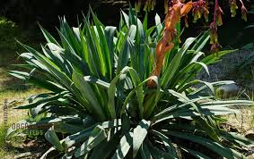 Image result for Beschorneria yuccoides