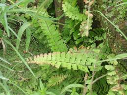 Image result for Adiantum incisum