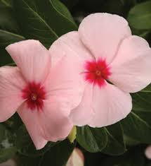 Image result for Catharanthus