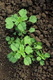 Image result for Amaranthus blitum