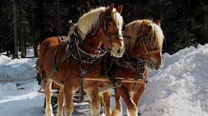 Can You Ride A Belgian Draft Horse And Are They Gaited