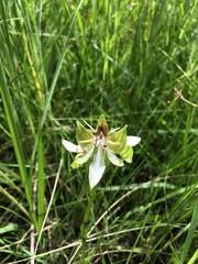 Image result for Habenaria nyikensis