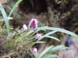 Image result for Polystachya vulcanica