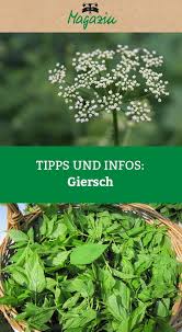 Tipps Und Rezepte Zu Giersch Das Unkraut Mit Potential Unscheinbar Und Beharrlich So Kennen Die Meisten Hobby G In 2020 Krauterpflanzen Giersch Krauter Pflanzen