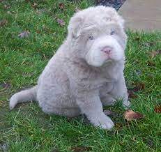 Rare Lillac Color Bear Coat Shar Pei Puppy I Have Never Seen One Of Those In My Life They Are So Cute Baby Animals Cute Dogs Cute Animals