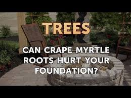 Maybe you would like to learn more about one of these? Can Crape Myrtle Roots Hurt Your Foundation Youtube