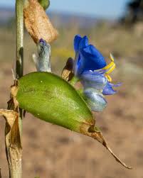 Image result for Commelina petersii