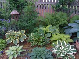 Pin By Jocelyn L On Gardens Hosta Gardens Shade Perennials Shade Garden