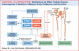 Image result for SGLT2 Inhibitor