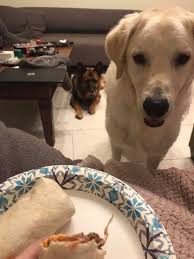 My dog, the current Director of Snack Operations, now insists that her two  friends, the neighbors' dogs