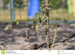 Il Cespuglio Secco Di Un Pomodoro La Pianta Appassita Da Mancanza Di Acqua Siccita Del Mondo Pianta Da Vaso Appassita Siccita Pia Fotografia Stock Immagine Di Campo Calore 117572932