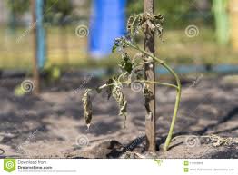 La pianta del mondo by stefano mancuso.le piante sono dei il mondo delle piante. Il Cespuglio Secco Di Un Pomodoro La Pianta Appassita Da Mancanza Di Acqua Siccita Del Mondo Pianta Da Vaso Appassita Siccita Pia Fotografia Stock Immagine Di Campo Calore 117572932